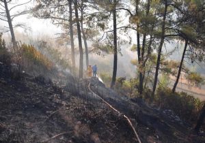 Muğla’nın ciğeri yandı: 900 hektar kül! 