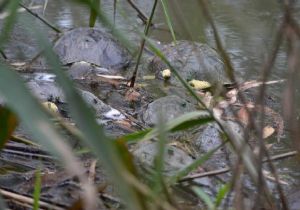 Su kanalında panik: Kaplumbağalar neden ölüyor? 