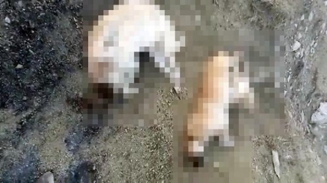 5 köpek ölü bulundu... Savcılık soruşturma başlattı!