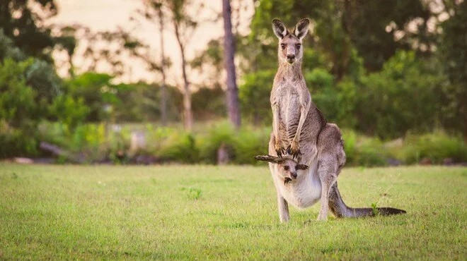 5 milyon kanguru için  vur izni 