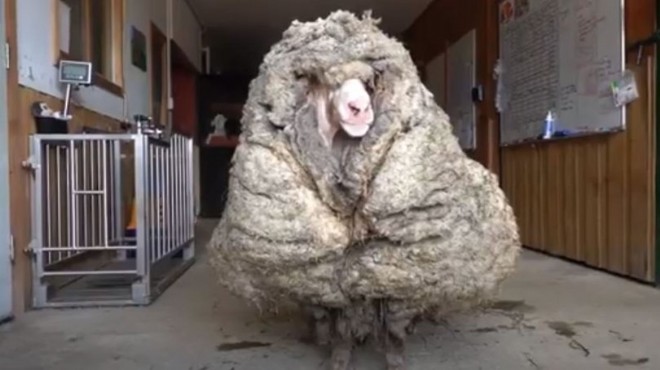 5 yıldır kırkılmayan koyundan 35 kilo yün çıktı