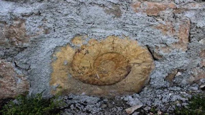65 milyon yıllık dev salyangoz fosili örülen duvardan çıktı!