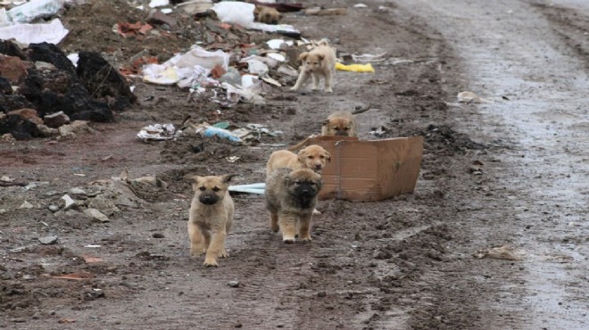 70 sokak köpeği dağlık alanda ölüme terk edildi!