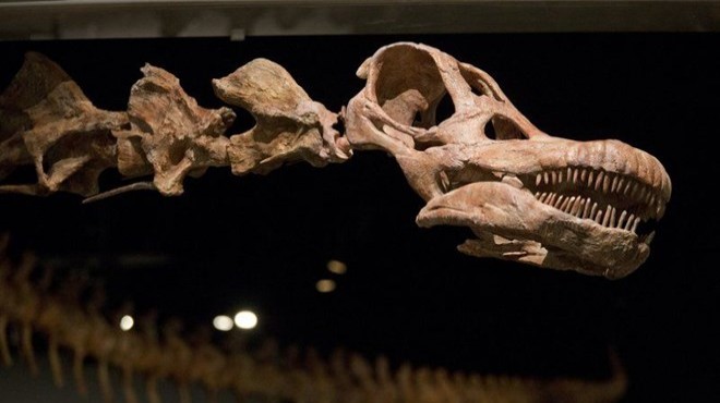 98 milyon yıllık dinozor fosili bulundu