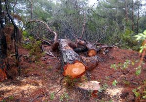 Urla’ya bir yargı müjdesi daha: Yüzlerce ağaç kurtuldu 