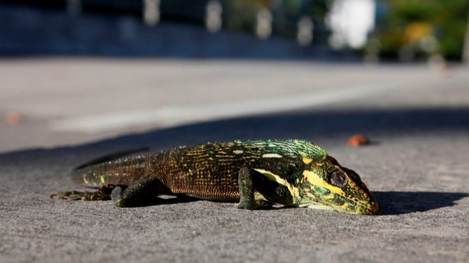 ABD nin Florida eyaletinde gökten  iguana  yağıyor