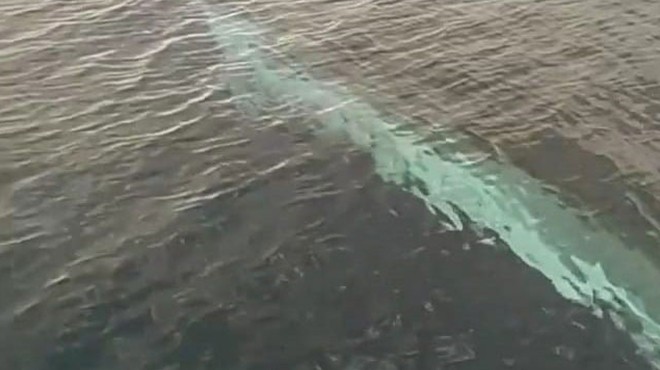 Adana açıklarında balina görüntülendi!