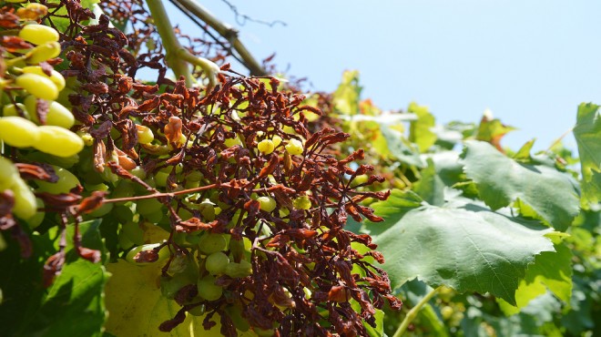 Afrika sıcakları Manisalı üzüm üreticisini  kavurdu 