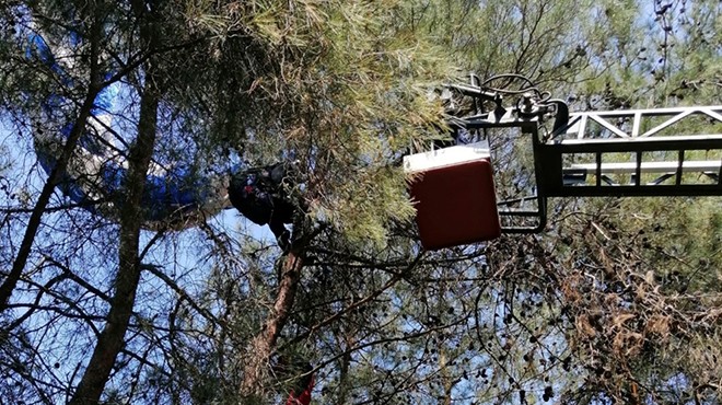 Ağaçta asılı kalan amatör paraşütçü kurtarıldı