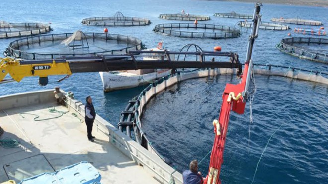 AK Partili Başkan balık çiftliğini 9 kat büyüterek Sığacık’a taşıyor!
