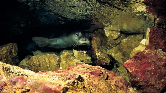 Akdeniz foku yavrularına  mağara  tehdidi!