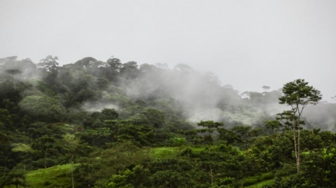 Amazon ormanları 15 milyondan fazla hastalık vakasını önlüyor!