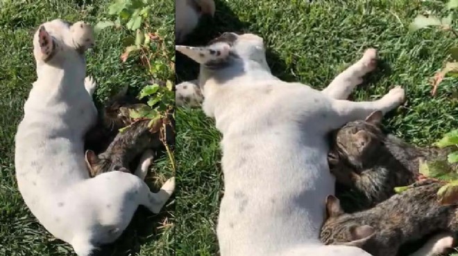 Anneleri ölen yavru kedilerin sütannesi köpek oldu