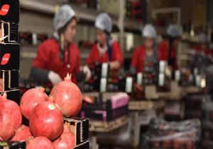 Rusya ya meyve ihracatında rekor artış