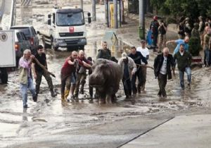 Gürcistan da sel faciası: 8 ölü, vahşi hayvanlar kaçtı!