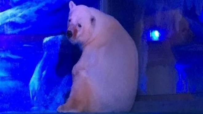 AVM de sergilenen kutup ayısı şimdilik özgür!