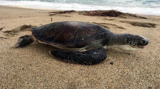 Aydın da 3 deniz kaplumbağası ölü bulundu