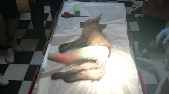 Bekçi köpeğinin yaraladığı tilki tedavi edildi