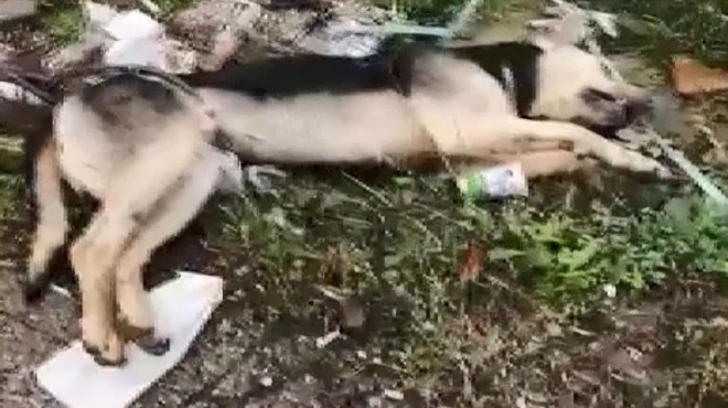 Belinden kabloyla direğe bağlanan köpek ölü bulundu!