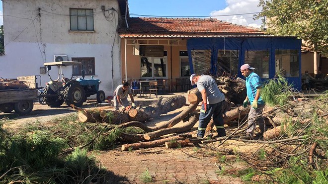 Bergama da devrilen ağaçlar için çalışma başladı