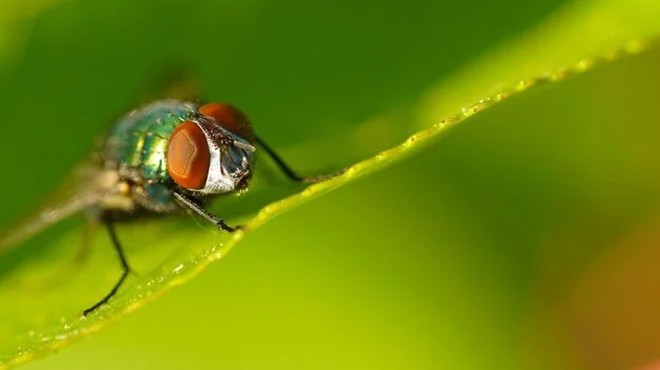 Bilim insanları sinek beynini hackledi