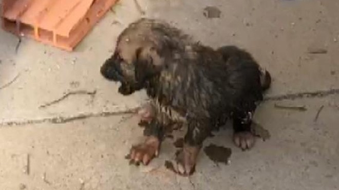 Borular arasında sıkışan yavru köpek kurtarıldı