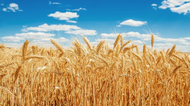 Buğday fiyatı küresel çapta rekor kırdı