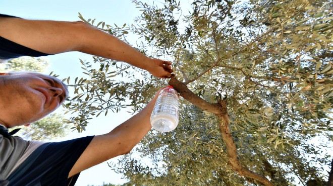 Büyükşehir’den ‘ilaç’ gibi çözüm: 50 bin zeytin ağacı kurtuldu