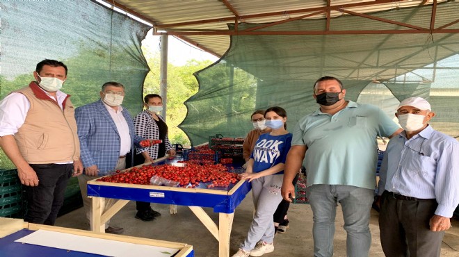 CHP li Sındır: Kiraz üreticisini pazara müdahale bitiriyor!
