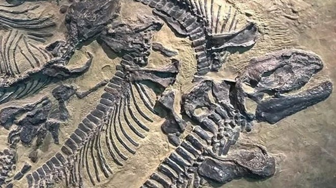 Çin’de 125 milyon yıllık dinozor kalıntısı
