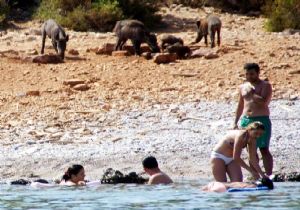 Bodrum’da turistler domuzlarla yüzdü! 