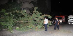 Karşıyaka’da devrilen ağaç yolu kapattı 