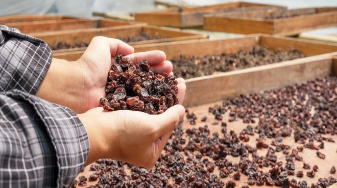 Ege, Kuru Meyve ihracatını yüzde 15 arttırdı!