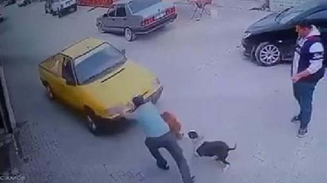 El frenini çekmedi: Köpekle oynayan adam şans eseri kurtuldu!