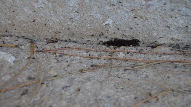 Evin girişini saran karıncalar ilginç görüntüler oluşturdu