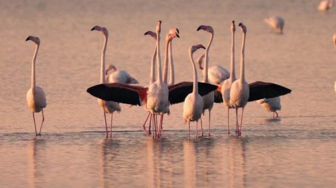Flamingo ve pelikanların üreme alanları tehlikede!