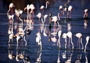 Flamingolardan tablo gibi manzara