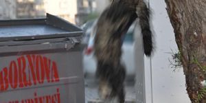 Bornova’daki vahşet: Öldürülen kediyi ders olsun diye asmış!