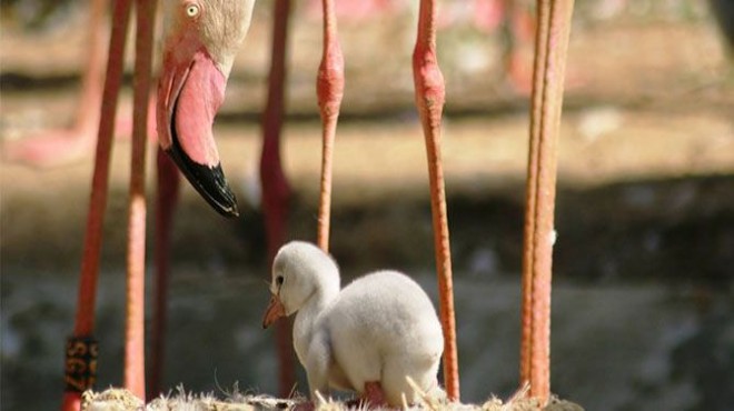 Gediz Deltası nda 20 bin flamingo yumurtasından çıkıyor