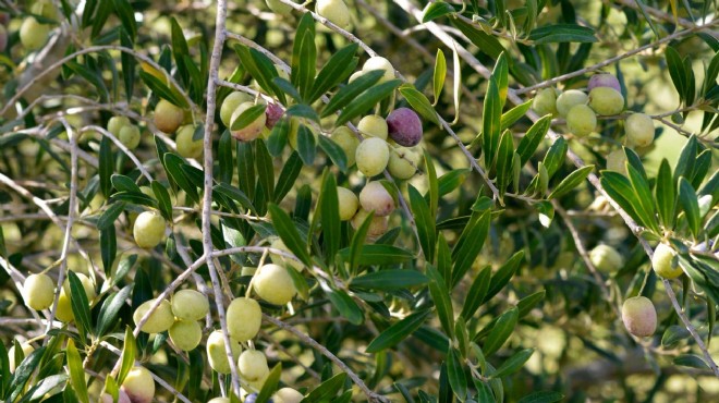 Genç ağaçlar meyve verdi... Zeytin ihracatında rekor!
