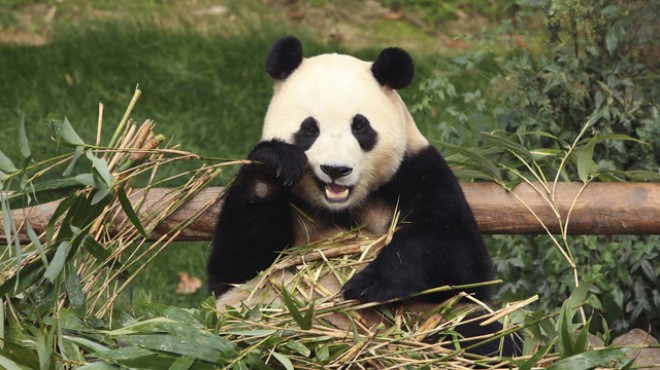 Güney Kore deki dev panda, Çin e gönderiliyor