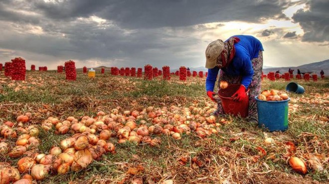 Hasat sürüyor: Soğan fiyatlarında düşüş bekleniyor