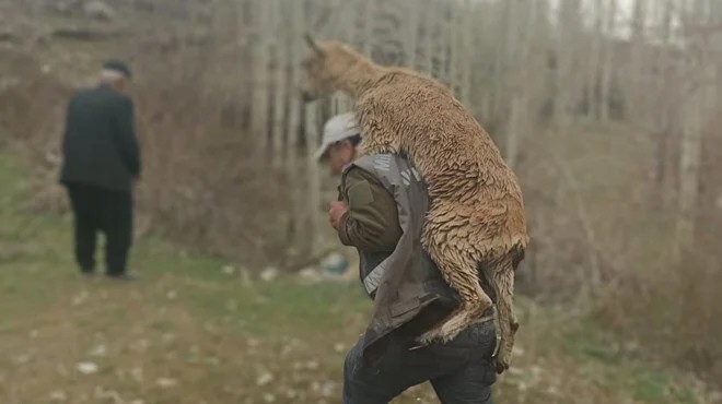 Hasta yaban keçisini 3 km kadar sırtında taşıdı