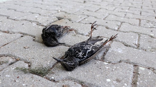 Hava buz kesti: Kuşlar soğuktan can verdi
