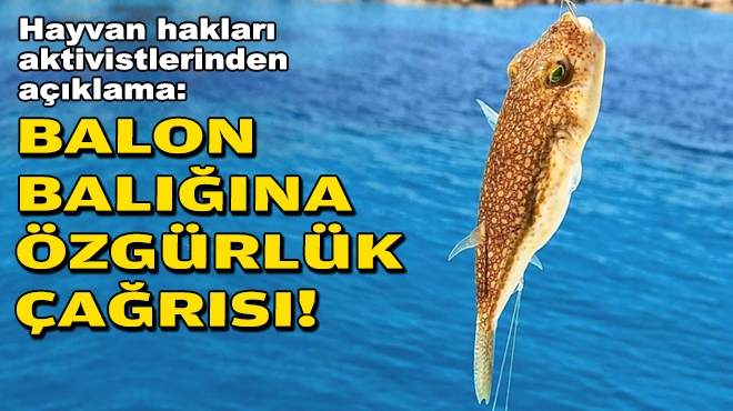 Hayvan hakları aktivistlerinden çağrı: Balon balığı avcılığı durdurulsun!
