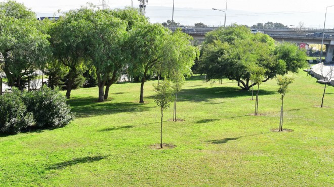 Hedef daha yeşil İzmir: 11 yılda 1.5 milyon ağaç!