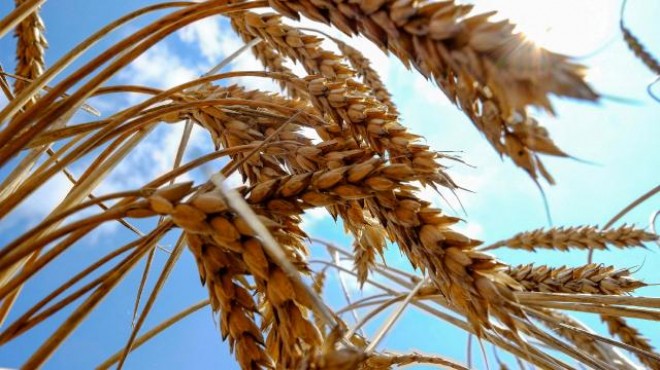 Bakanlıktan Hindistan dan buğday ithal edildiği iddialarına yalanlama