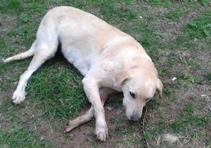 Foça’nın ardından bir köpek katliamı da Bornova’da!
