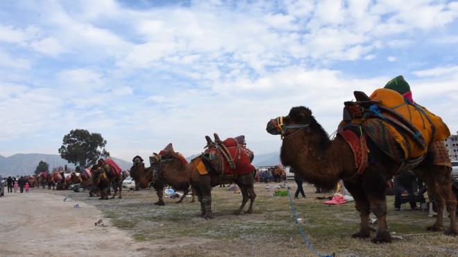 İncirliova da  deve güreşi festivali  ilgi gördü