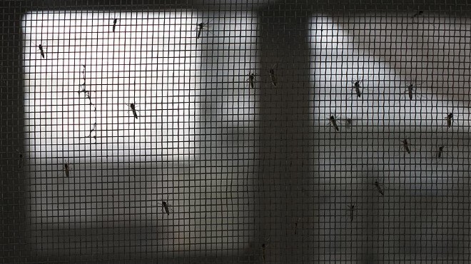 İsviçre de Zika virüsü tehdidi